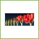 Amaryllis pot - Afbeelding 3