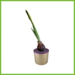 Amaryllis pot - Afbeelding 5