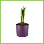 Amaryllis pot - Afbeelding 4