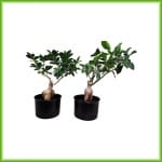 Cheri - Afbeelding 2