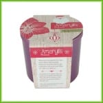 Amaryllis pot - Afbeelding 2