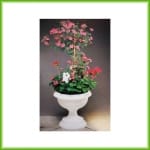 Wilma - Afbeelding 2