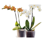 Decora-Orchid - Afbeelding 2